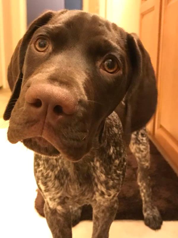 /Images/uploads/Southeast German Shorthaired Pointer Rescue/segspcalendarcontest2018/entries/8777thumb.jpg